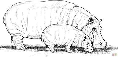 baby hippo  mother coloring page  printable coloring pages