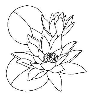 water lilies coloring page  coloring books coloring pages lilies