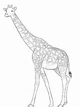 Giraffe Draw Realistic Giraffes Steer Unusual Drawcentral sketch template