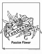 Coloring Tennessee Pages State Flower Nevada Printable Sagebrush Adult Getcolorings Jr Kids Woojr Getdrawings Oregon Drawing Color Choose Board Template sketch template