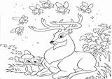 Coloring Pages Deer Hunting Popular sketch template