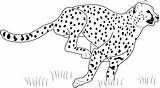 Cheetah Guepardo Correndo Pintar Leopardo Spiderman Everfreecoloring Bebé Dibujosonline Sonriendo Rama Acostado sketch template