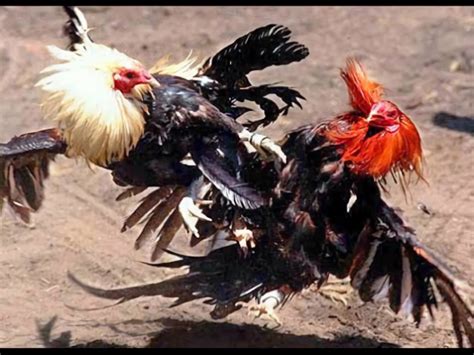 bacalao  papa prohibiran las peleas de gallos en territorios estadounidenses