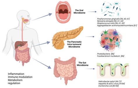 cancers  full text  microbiome   potential target  therapeutic manipulation