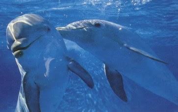 voortplanting van dolfijnen dolfijnen