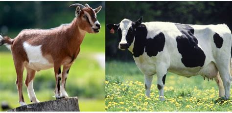 cows  goats  pros  cons   survivalkitcom