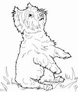 Terrier Coloring Highland West Pages Dog Yorkie Westie Yorkshire Printable Drawing Supercoloring Jack Manatee Russell Line Getdrawings Dogs Color Puppy sketch template