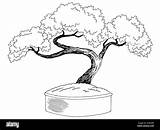 Bonsai Tree Sketch Alamy Stock Miniature Isolated Graphic Illustration Vector sketch template