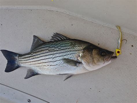 Moe S Tackle Unlimited Fall Striped Bass And Hybrid