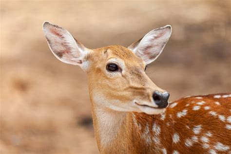 premium photo chital cheetal spotted deer axis deer national park