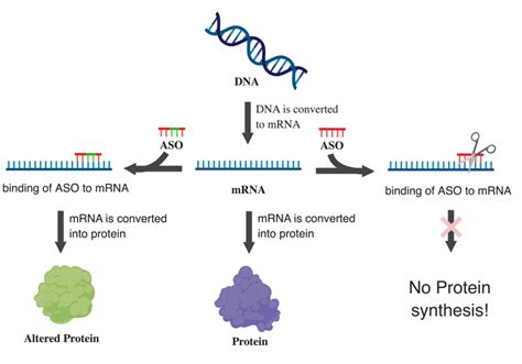 Snapshot What Is An Antisense Oligonucleotide Aso Aon National