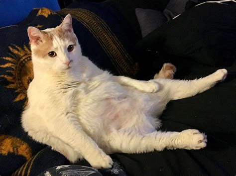 Pin On Cat Bellies