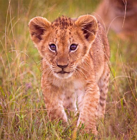 lion cub stock  pictures royalty  images istock