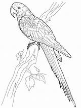 Macaw Coloring Pages Birds Printable sketch template