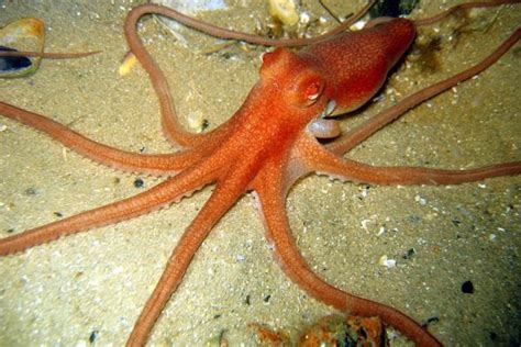 octopi archives jstor daily