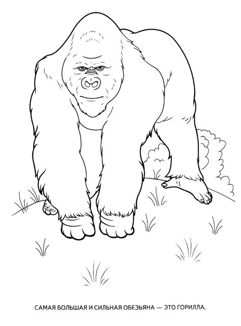 wild animals coloring pages  kids  print