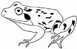 Coqui Toad Clipartmag sketch template
