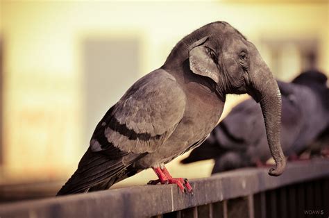 raisons daimer les pigeons  paris