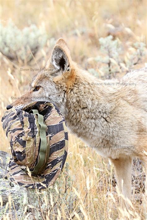 coyote attack     entry   blog    flickr