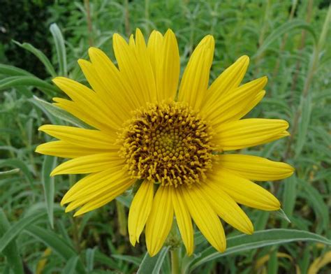 maximilian sunflower  common  helianthus maximiliani