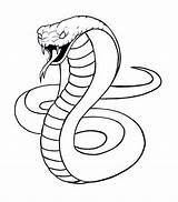 Cobra Schlange Kobra Ular Dibujo Mewarnai Serpiente Serpent Schlangen Malen Coloringpagesfortoddlers Serpientes Serpente Serpenti Malvorlage Königskobra Cobras Lápiz Doghousemusic Hvezda sketch template
