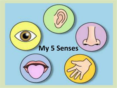 senses   kayld teaching resources tes