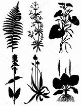 Plants Silhouettes Collection Stock Illustration Vector Depositphotos марианна sketch template