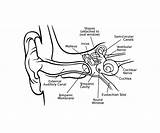 Ear Inner Drawing Human Eardrum Anatomy Aptx Middle Getdrawings Cochlea Explanation Principles sketch template