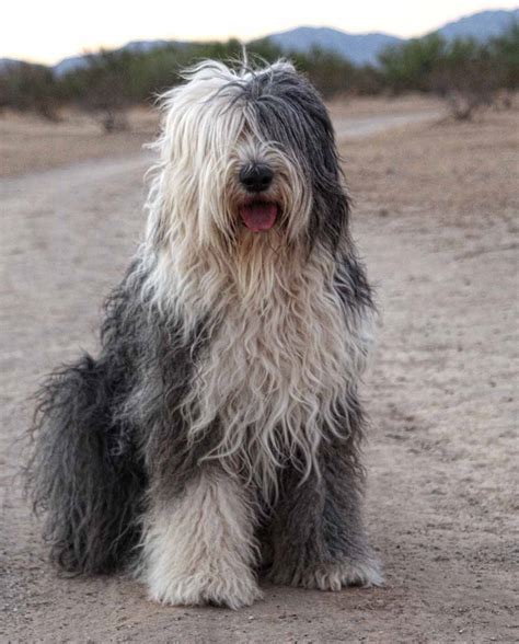 english sheepdog  big dog breeds