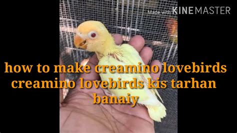 creamino lovebirds full informationhow  produce creamino