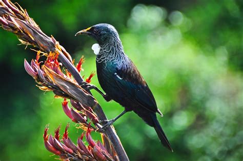 wilde tierwelt  tui ein endemischer sperlingsvogel neuseeland