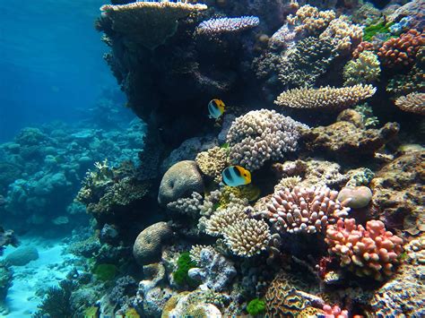 scientists successfully transplant coral   devastated great barrier reef
