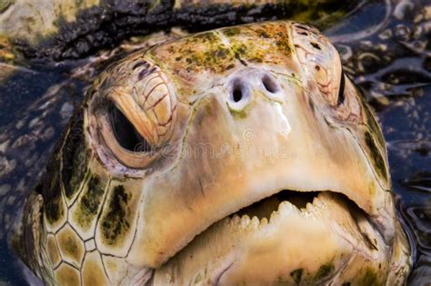 face turtle stock image image  reptile animals planet