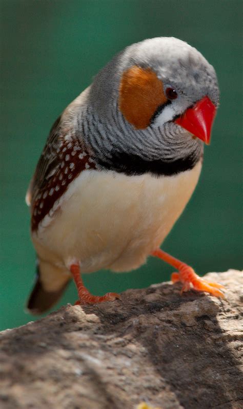 zebra finch facts  pets care temperament pictures singing wings aviary
