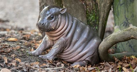 adorable baby hippo   nicknamed michelin man