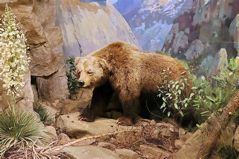 california grizzly bear extinct bear conservation