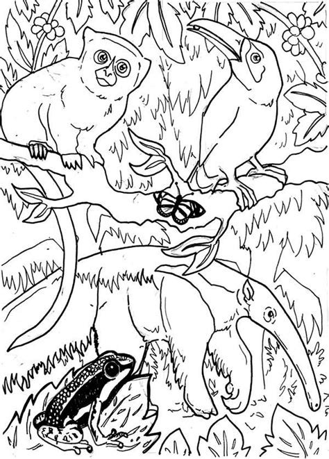 amazing rainforest animals coloring page  print