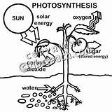 Photosynthesis Sketchite Solar sketch template