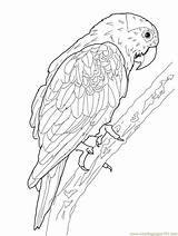 Perroquet Coloriage Imprimer Primanyc Encequiconcerne Parrot Oiseau sketch template