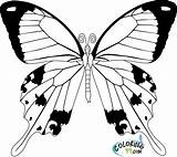 Butterfly Colouring Homecolor sketch template