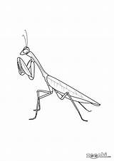 Colouring Mantis Praying Insects sketch template