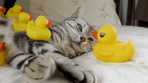 rubber ducky find and share on giphy