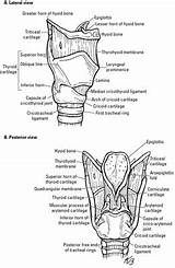 Larynx Pharynx Trachea Dummies sketch template