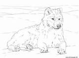 Coloring Arctic Pages Getdrawings Wolf sketch template
