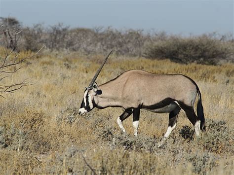 images   pictures ideas  oryx horned animals