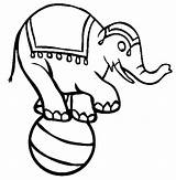 Elephant Circus Coloring Pages Kids Standing Ball Color Show Button Using Print sketch template