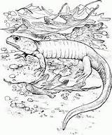Lizard Goanna sketch template