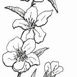 Peach Blossom Flower Drawing Snapdragon Botanical Getdrawings Flowers Clipartmag Paintingvalley Choose Board sketch template