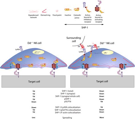shp  localization   activating immune synapse promotes nk cell
