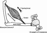 Lever System Muscle Worksheet Coloring Skin Worksheeto Via Anatomy sketch template